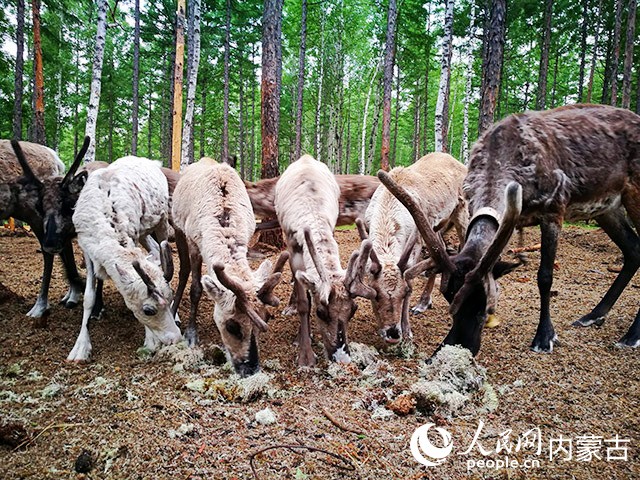 引進(jìn)馴鹿與本土馴鹿一同進(jìn)食。張旭攝