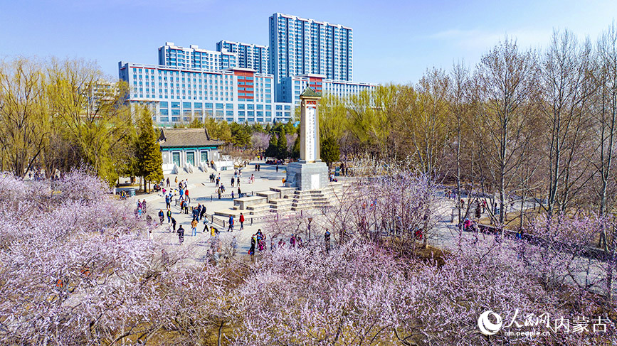 清明節(jié)前，呼和浩特市公主府公園的桃花初綻，春色明媚。樂炎攝