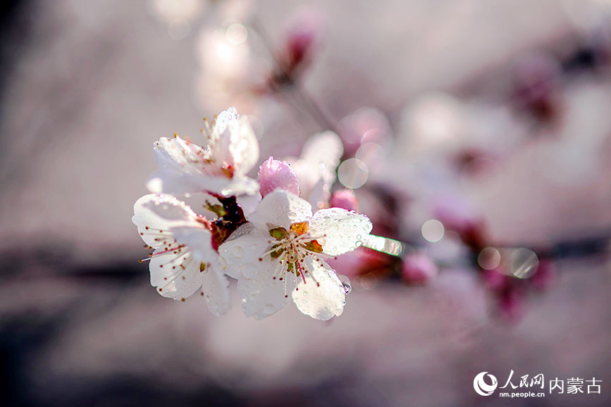 清明節(jié)前，呼和浩特市公主府公園的桃花初綻，春色明媚。樂炎攝