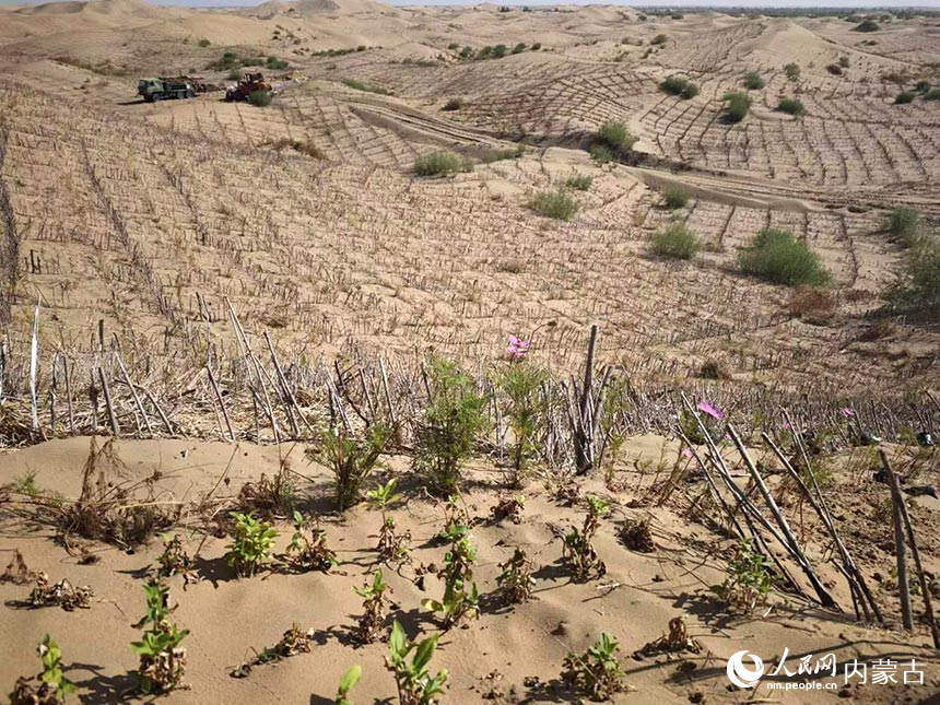 杭錦旗庫布其沙漠北緣鎖邊林帶沙化土地綜合治理項目現(xiàn)場。人民網(wǎng)記者 劉藝琳攝