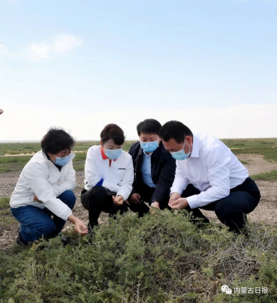 9月15日，王莉霞在察汗淖爾濕地公園實地查看植被恢復(fù)情況。記者韓卿立攝